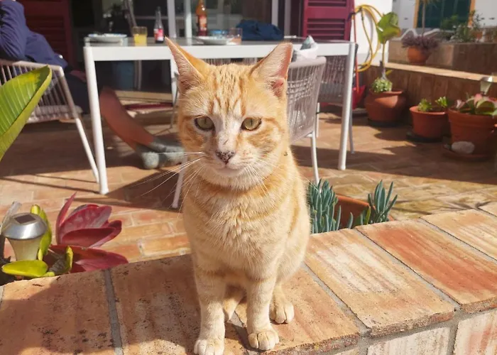 펜션 Casa Luna, - Luz, Lagos 부르가우